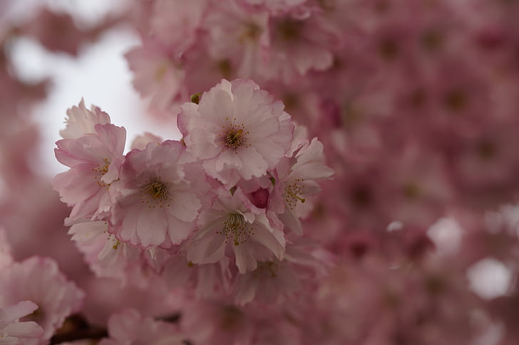 kirsebærtre blomstrer, Blossom, blomst, våren, Lukk, rosa, anbud