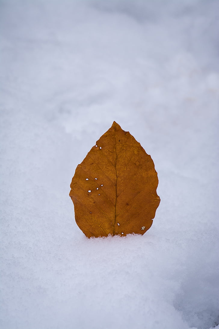 leaves, leaf, autumn leaf, winter, snow, nature, close