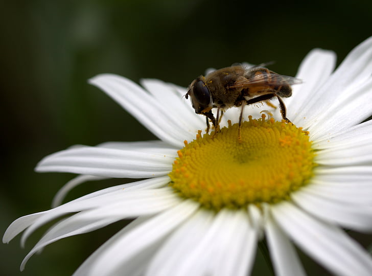 méh, Daisy, virágpor, munka, rovarok (Insecta), természet, virág