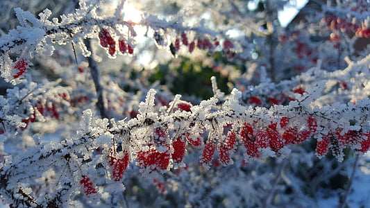 winter, ice, hoarfrost, wintry, cold, snow, drip