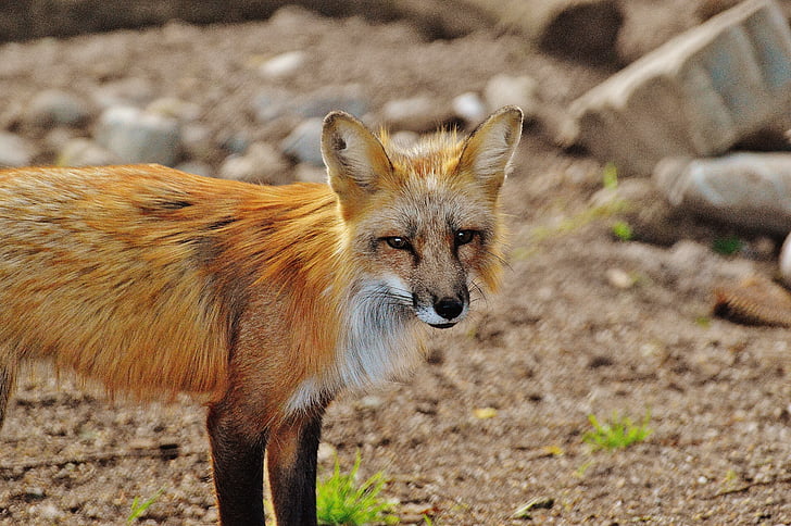 Fuchs, animal selvagem, predador, mundo animal, animal da floresta, natureza, Parque de vida selvagem