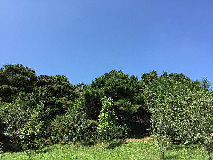 blå himmel, hvite skyens, store trær, gresset