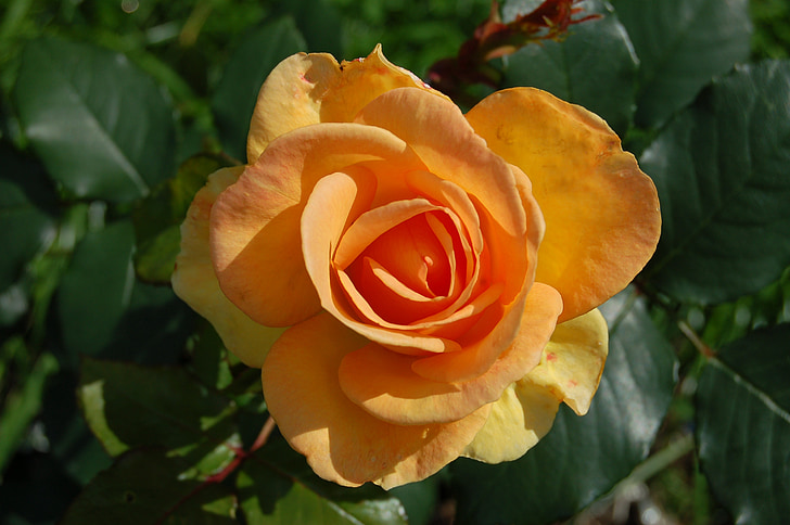Rose, jaune, fleur, Romance, macro, plante, Blossom