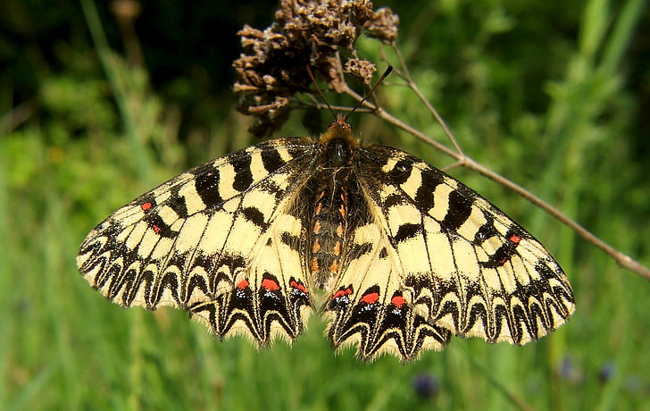 vlinder, Zuidelijke pijpbloemvlinder, Polyxena, Zerynthia, Festoen, natuur, insect