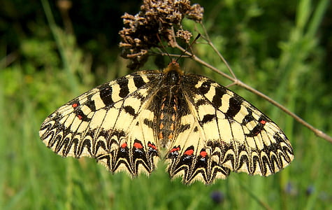 motýl, Jižní girlanda, Polyxena, Zerynthia, Girlanda, Příroda, hmyz