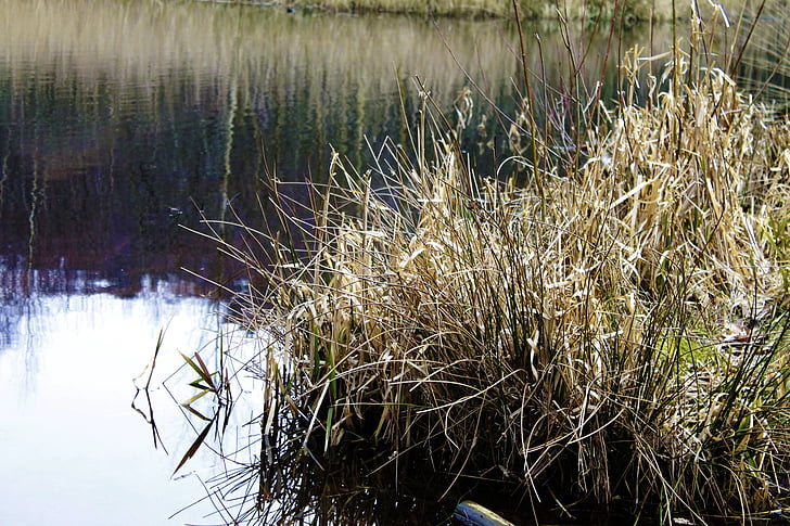 Lac, roseau, Banque, eau, idylle, nature, Reed - famille des graminées
