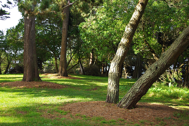Sutro parque, são francisco, árvores, sombra, Califórnia, luz, sombra