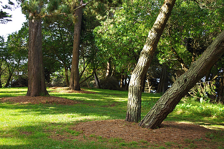 Sutro park, San francisco, træer, skygge, Californien, lys, skygge