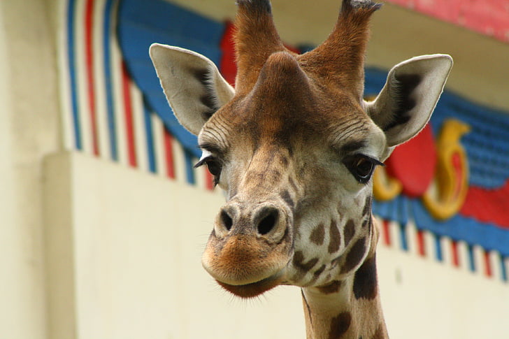 giraff, djur, Zoo, Antwerpens zoo, närbild, däggdjur, djura huvud