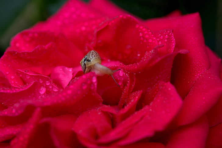 snail, rose, red, drops, shell, dew, petals