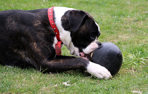 dog, boxer, pet, black and white, play, ball, access to maul
