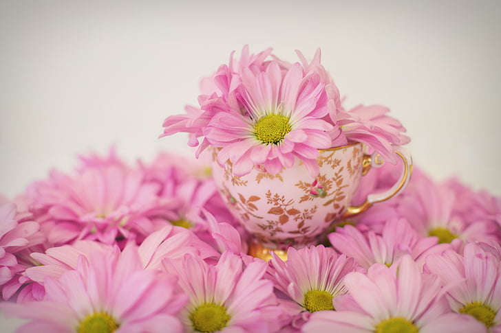 roze madeliefjes, bloemen, lente, zomer, kopje thee, China cup, natuur