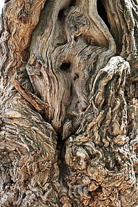 protokol, dřevo, kůra, Les, Příroda, starý strom, vzor