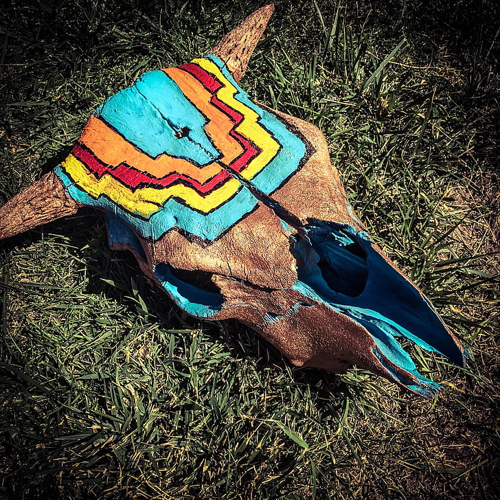 skull, painted, colorado, southwest, bull