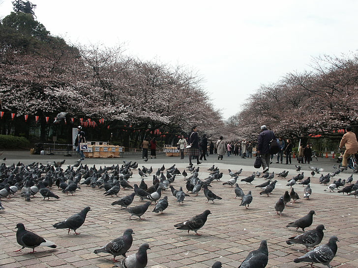 Ueno park, tidigt på morgonen, Park, Dove, äta, trä, personer