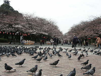 công viên Ueno, buổi sáng sớm, công viên, chim bồ câu, ăn uống, gỗ, mọi người