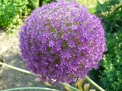 sodas, gėlė, violetinė, svogūnas