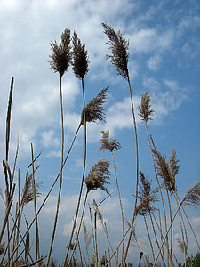 высокая, сухая трава, небо, Ветер, движение