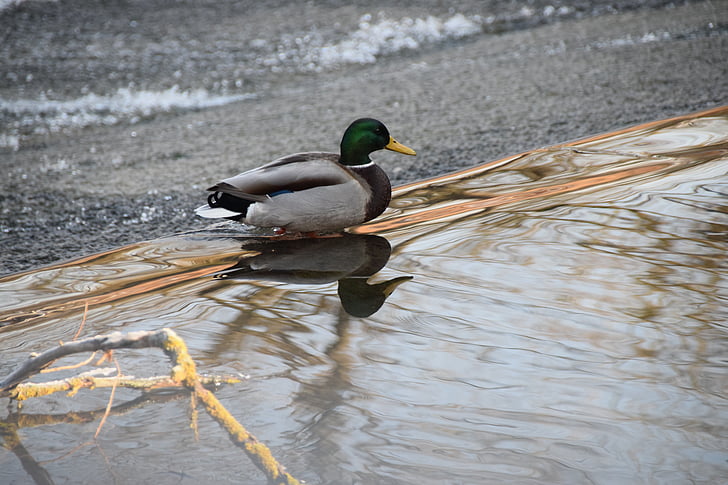 duck, water, river, animal