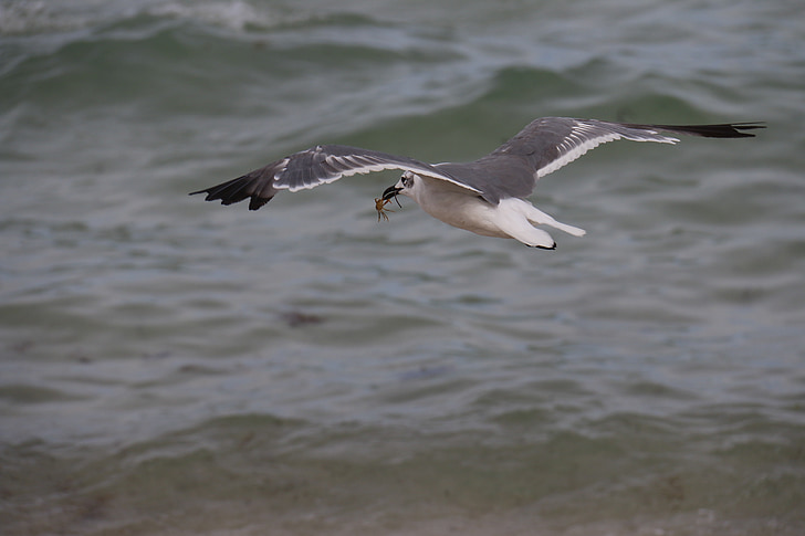 seagull, mar, seagul, beach, birds, nature, water