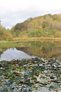 See, Dänemark, Teich, Reflexionen, Herbst, Wasser, Seerose