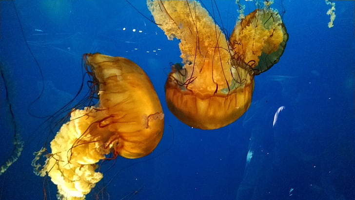 jellyfish, life, marina, aquarium, animals, underwater, nature