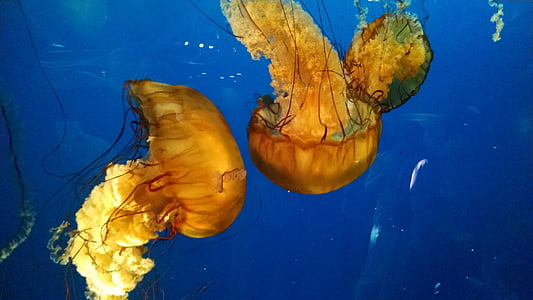 Medúza, život, Marina, akvárium, zvířata, pod vodou, Příroda