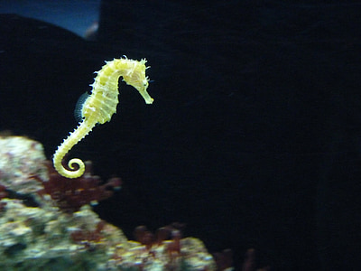 seahorse, swimming, aquarium, water, beautiful, pretty, colors