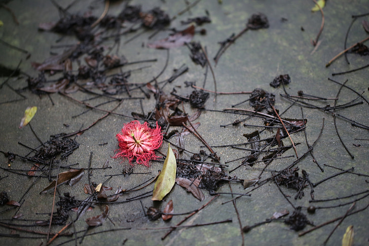 flor, vermell, després de ploure, primavera, Bandera, planta, natura