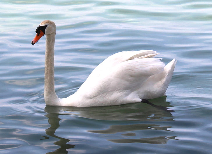 mute swan, gulbis, spalvas, pēda, elegants, ezers, Bodenezers