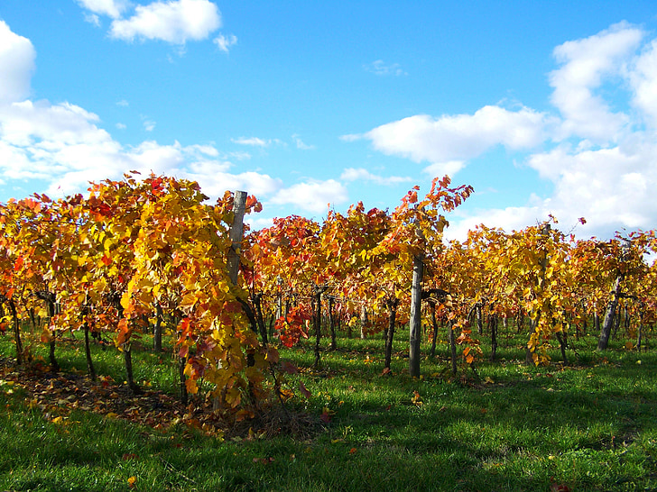 rudenį, vynuogynas, pakitusios spalvos lapų