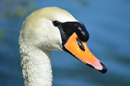 swan, duck, beak, nature, majestic, lake, animal