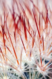 blur, close-up, focus, macro, nature, dandelion, plant