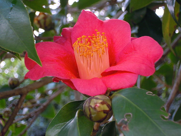 kamelija, univalve, pestič, Camellia japonica
