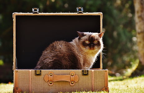 γάτα, Βρεταννόs στενογραφία, αποσκευές, mieze, καθαρόαιμο, κατοικίδια γάτα, κοντά μαλλιά