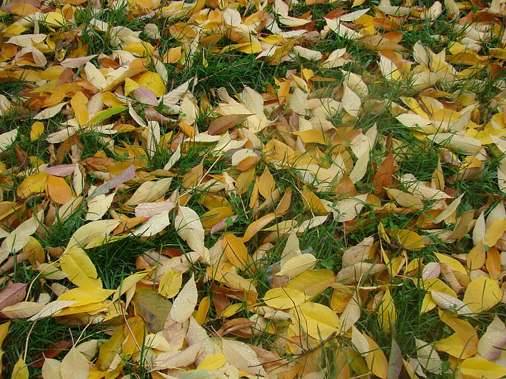 græs, blade, efterår, blad, natur, gul, sæson