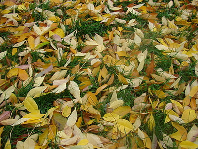 trawa, pozostawia, jesień, liść, Natura, żółty, sezon