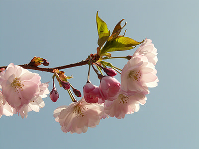 cherry blossom, blossom, bloom, tree, japanese cherry, japanese flowering cherry, prunus serrulata