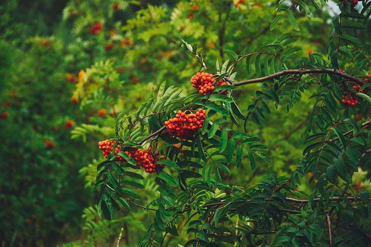 red berries, garden, park, tree, nature, natural, branch