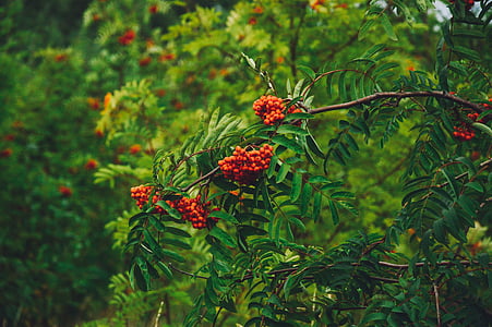 crvene bobice, vrt, parka, drvo, priroda, prirodni, grana
