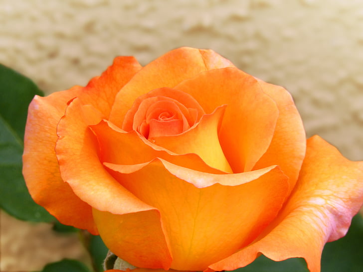 Rosa, žlutá růže, růžová oranžová, okvětní lístky, detaily
