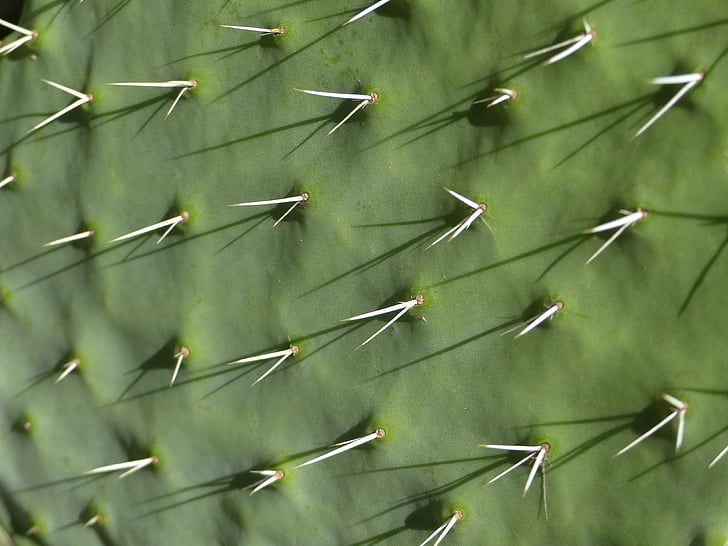 cactus, espines, plantes suculentes, natura, verd, close-up, planta