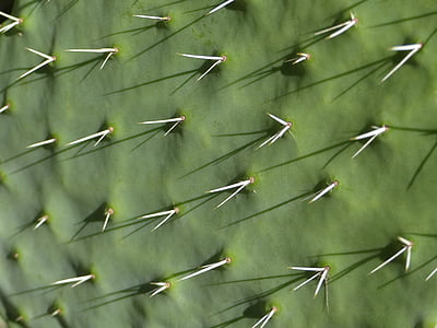 kaktus, trny, Sukulentní rostlina, Příroda, zelená, detail, závod