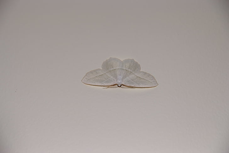 moth, white, wall, insect