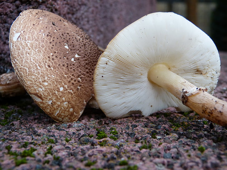 mushrooms, lamellar, bottom, brown