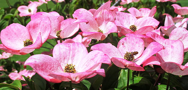 Bush, blommor, Rosa, trädgård, Bloom, sommar