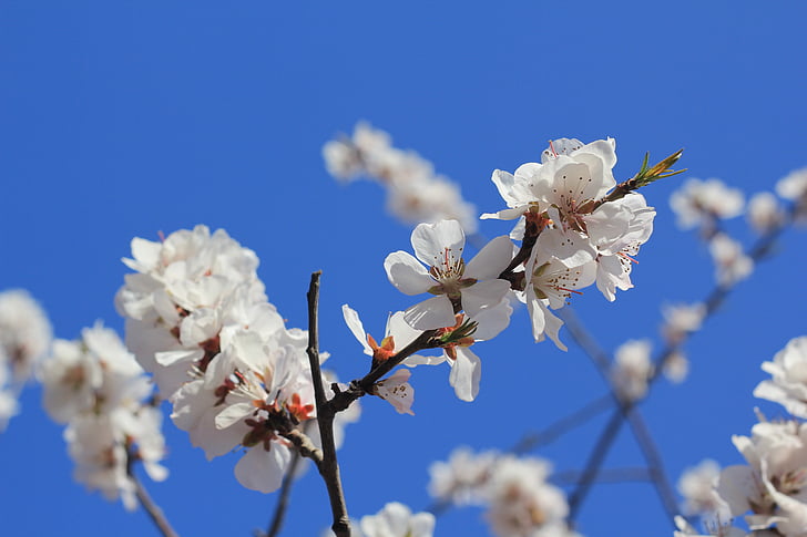 Tianjin hongqiao, flor de préssec, Terraplè de préssec, natura, primavera, arbre, branca