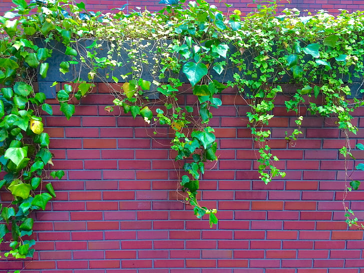 Ivy, vinič, plot, Nástenné, Aoyama, Minami-aoyama, Minato-ku