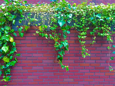 ivy, the vine, fence, wall, aoyama, minami-aoyama, minato-ku
