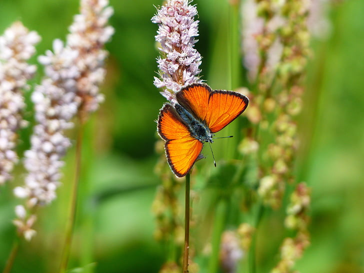 photography, orange, black, butterfly, grass, Large Copper, Butterfly, Red, Orange